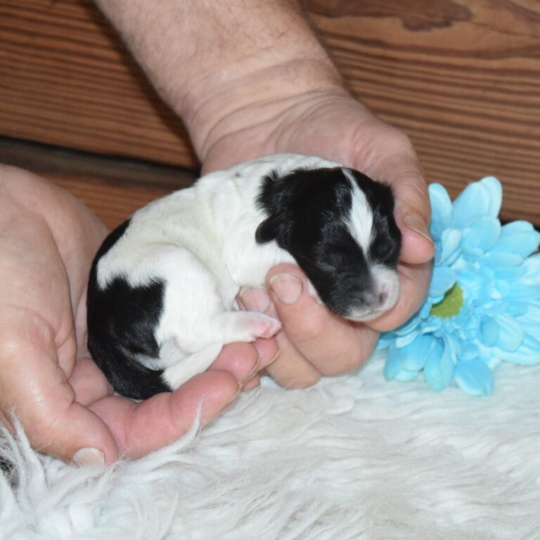 York is our F1b Tiny (micro-mini) black tri-color Bernedoodle male