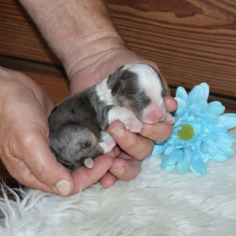 Zane is our F1b Tiny (micro-mini) blue merle tri-color Bernedoodle male