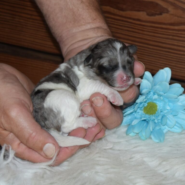 Aldo is our F1b Tiny (micro-mini) blue merle tri-color Bernedoodle male