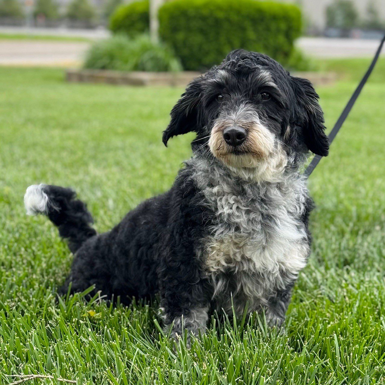 Mickey our F1 miniature Bernedoodle female