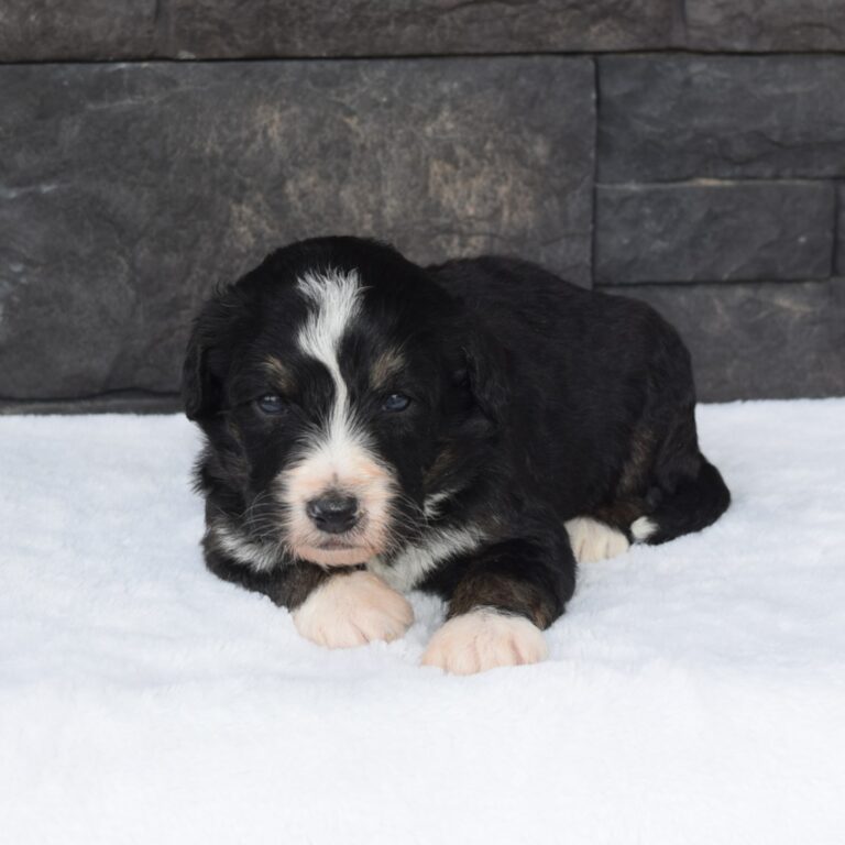 F1 black tri-color standard Bernedoodle female