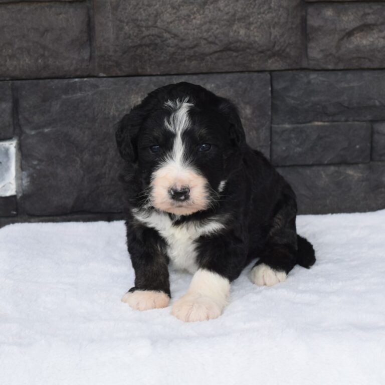 F1 black tri-color standard Bernedoodle female