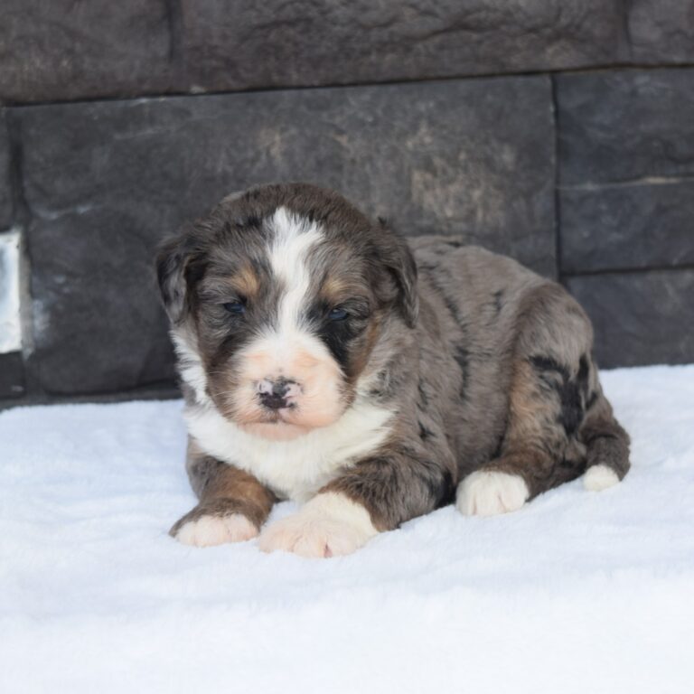 F1 blue merle tri-color Standard Bernedoodle female