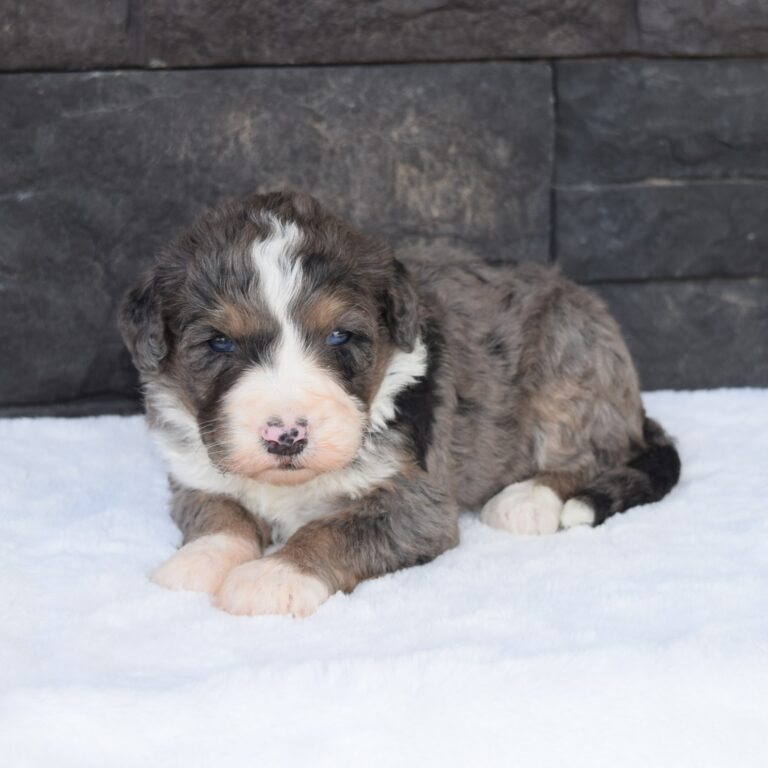Page is our F1 blue merle tri-color standard Bernedoodle female