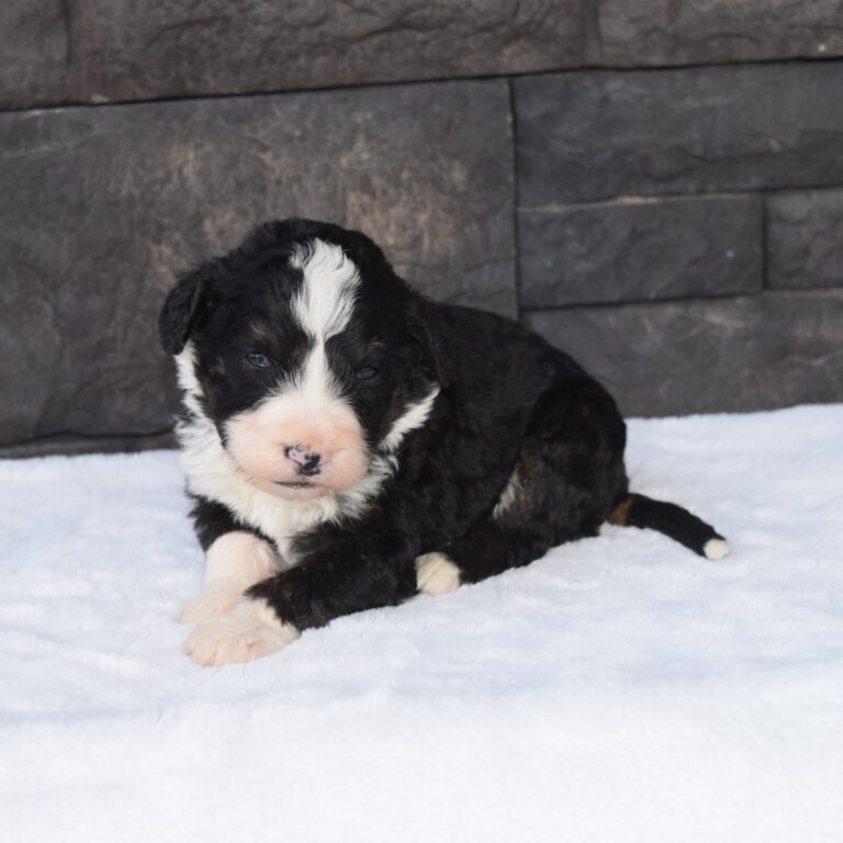 Paul is our F1 black tri-color standard Bernedoodle male