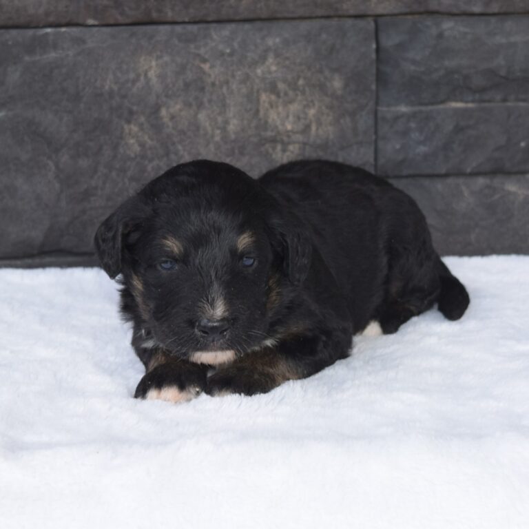 F1 black tri-color standard Bernedoodle male