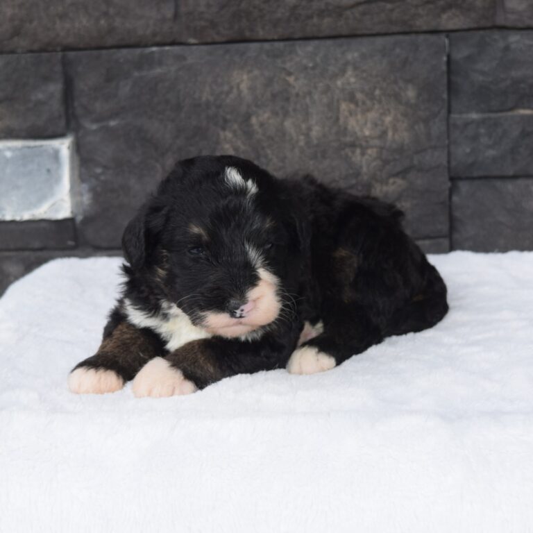 Ryan is our F1 black tri-color standard Bernedoodle male
