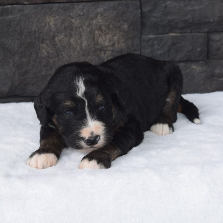 Scot is our F1 black tri-color standard Bernedoodle male