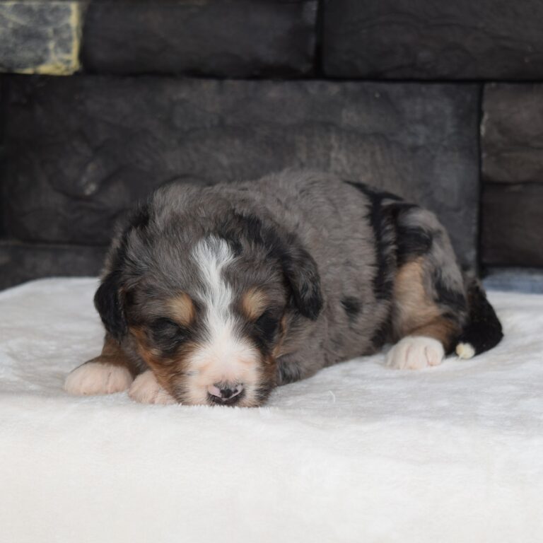 F1 Standard blue merle Bernedoodle male