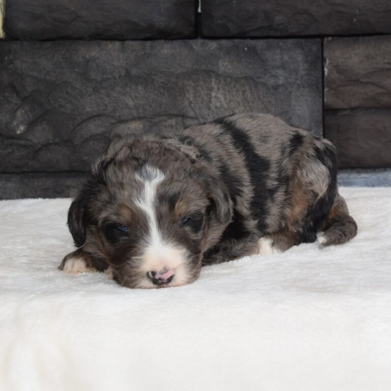 F1 Standard blue merle Bernedoodle male