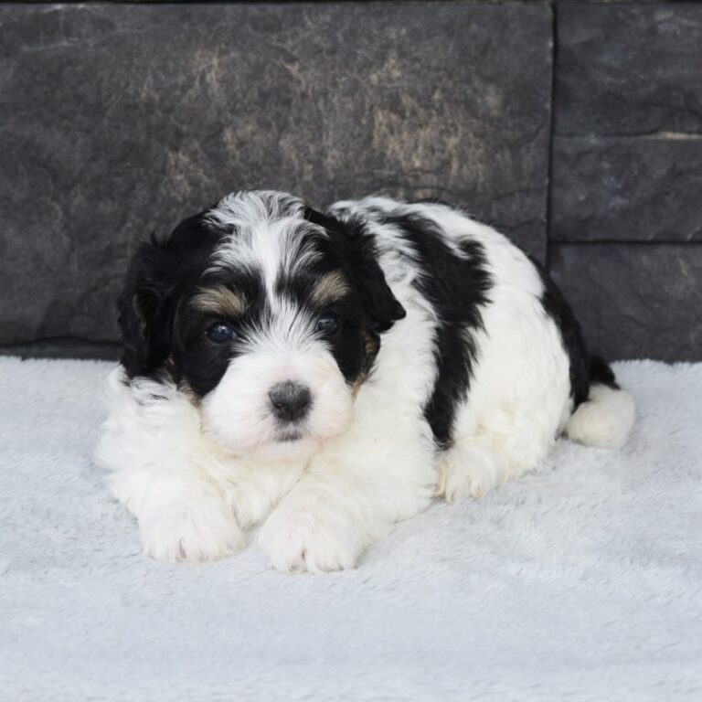 Rose is our F1b Tiny (micro-mini) black tri-color Bernedoodle female