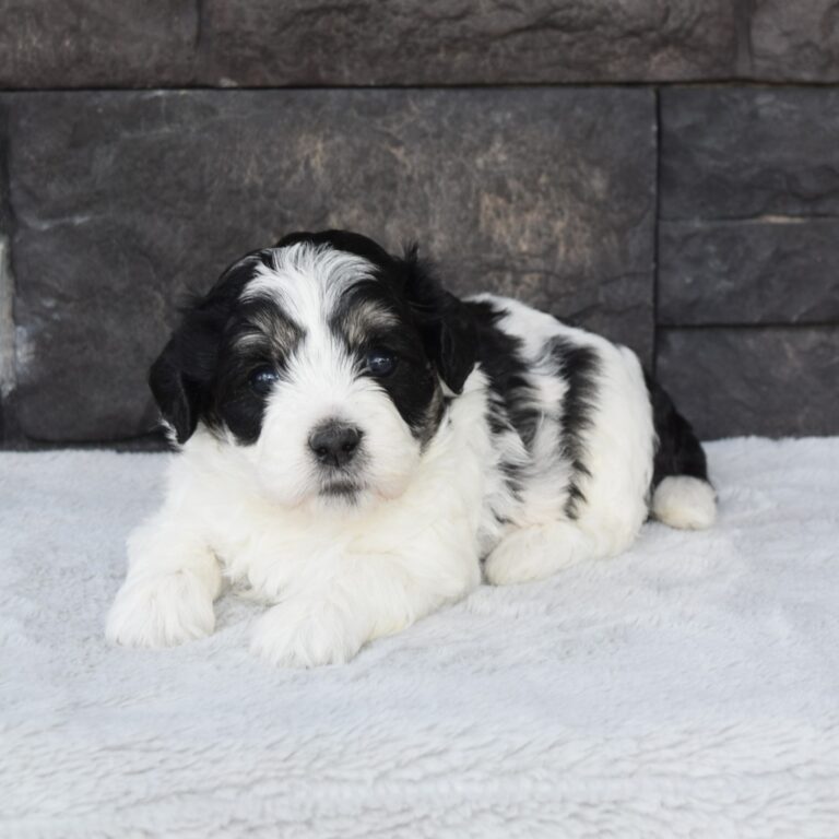 Sage is our F1b Tiny (micro-mini) black tri-color Bernedoodle female