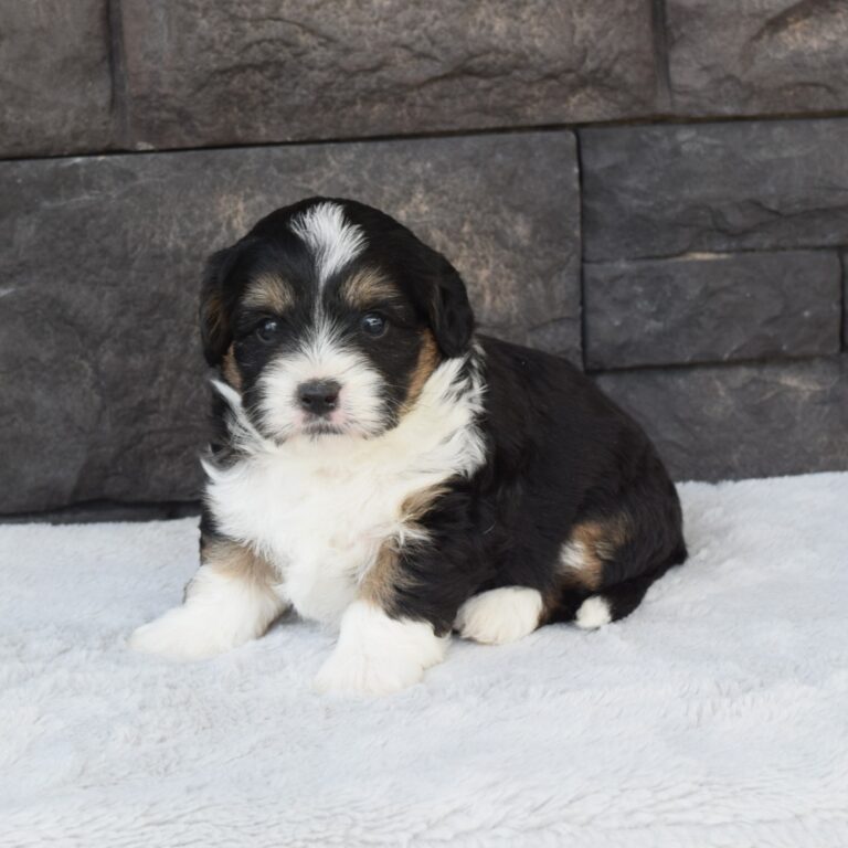 Wells is our F1b Tiny (micro-mini) black tri-color Bernedoodle male