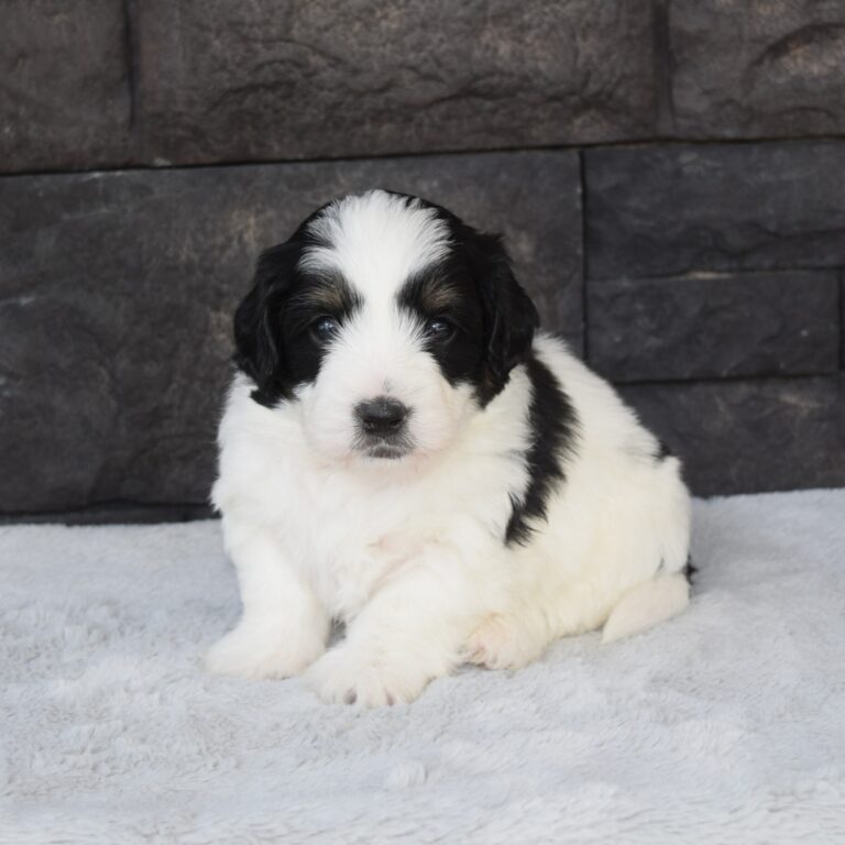 Xanthos is our F1b Tiny (micro-mini) black tri-color Bernedoodle male