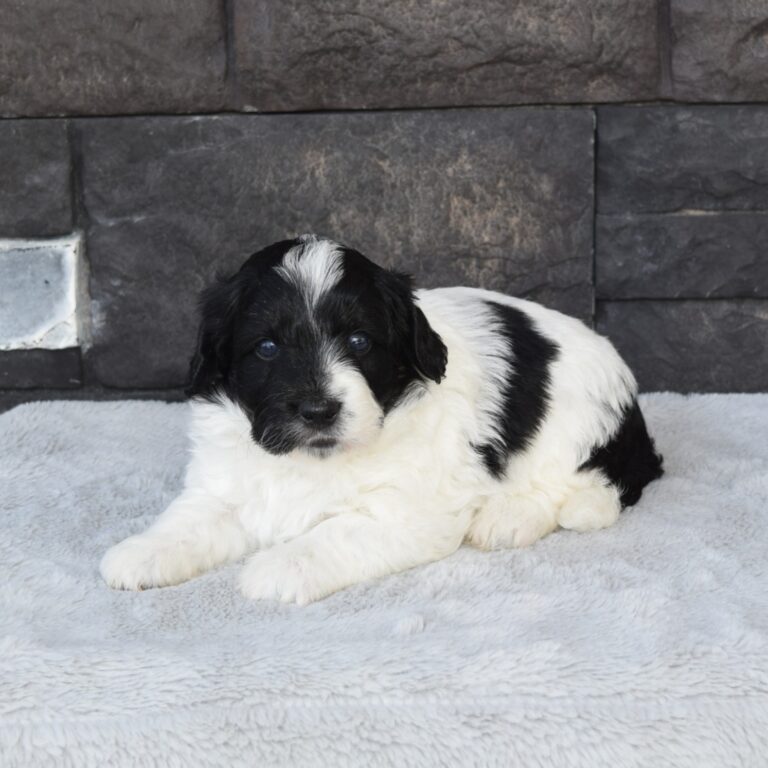 York is our F1b Tiny (micro-mini) black tri-color Bernedoodle male