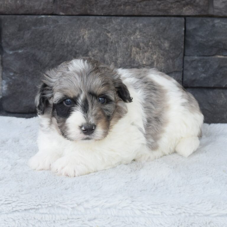 Aldo is our F1b Tiny (micro-mini) blue merle tri-color Bernedoodle male