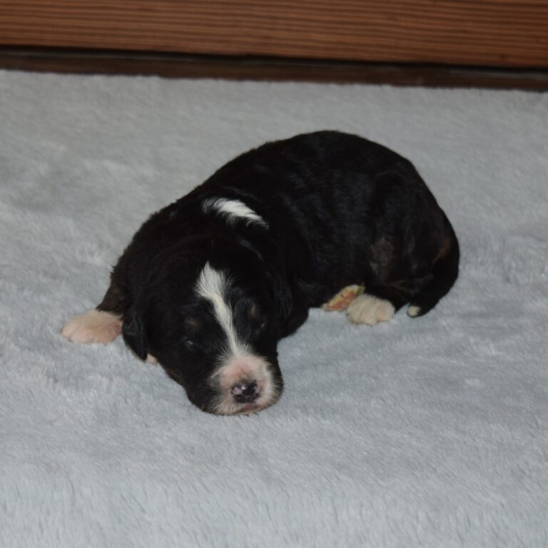 F1 black tri-color standard Bernedoodle female