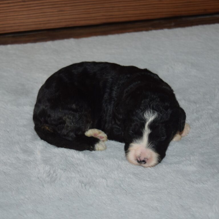 F1 black tri-color standard Bernedoodle female
