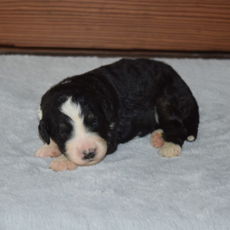 F1 black tri-color standard Bernedoodle female