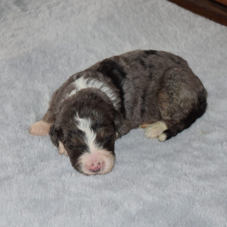 Page is our F1 blue merle tri-color standard Bernedoodle female