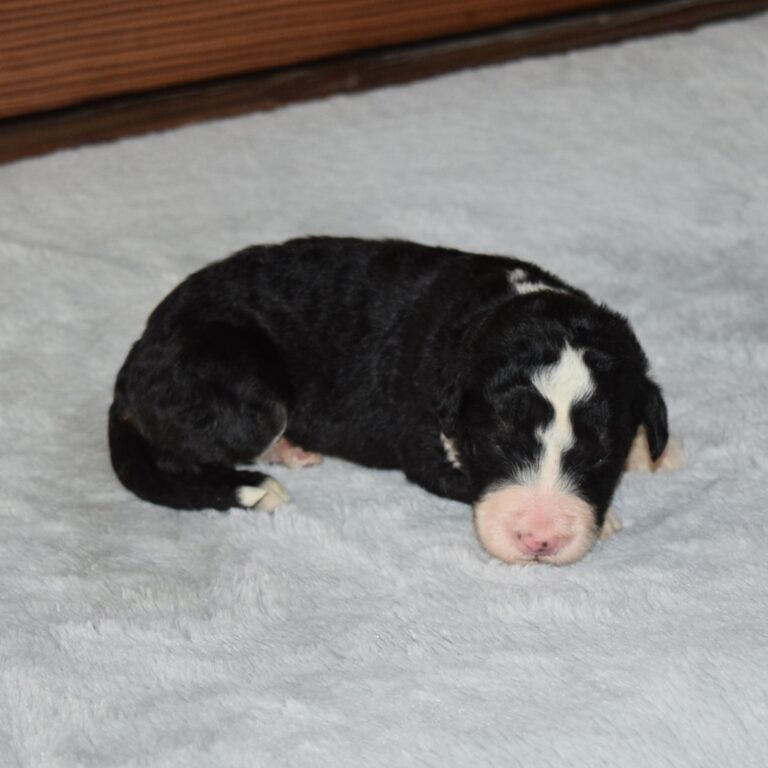 Paul is our F1 black tri-color standard Bernedoodle male