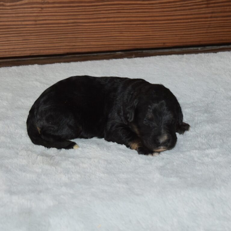 Quin is our F1 black tri-color standard Bernedoodle male