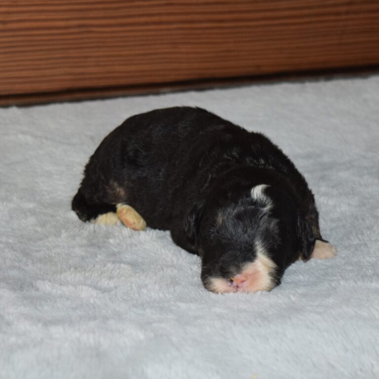 Ryan is our F1 black tri-color standard Bernedoodle male
