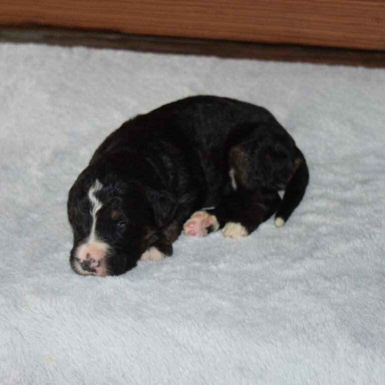 Scot is our F1 black tri-color standard Bernedoodle male