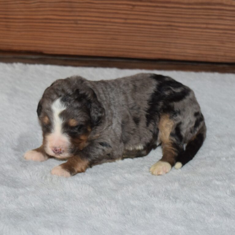 F1 Standard blue merle Bernedoodle male