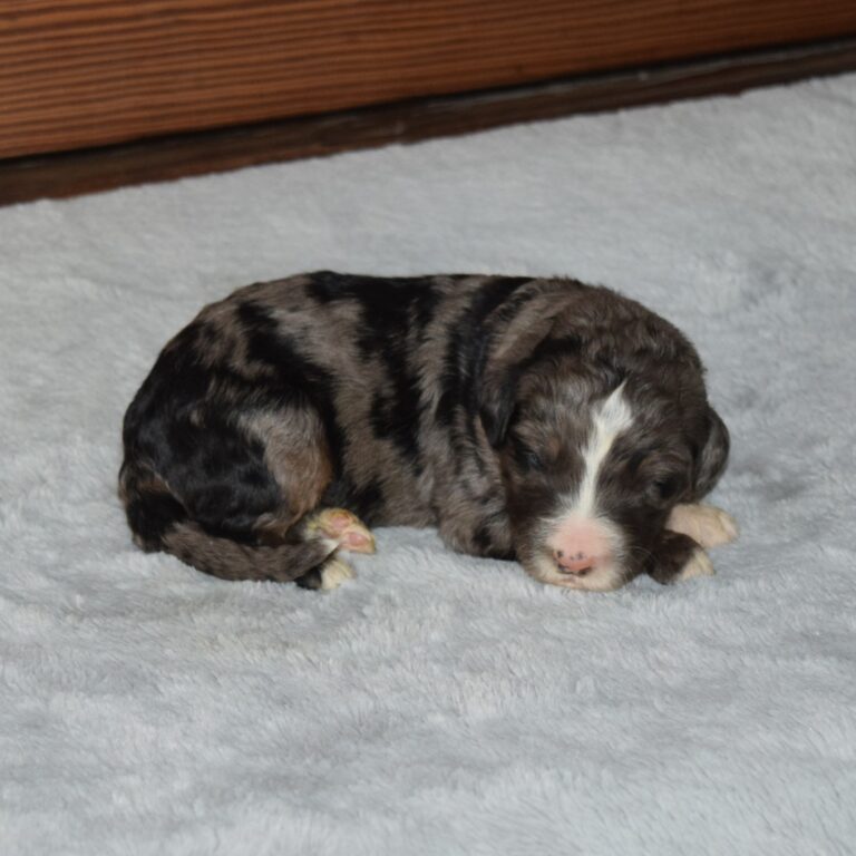 F1 Standard blue merle Bernedoodle male