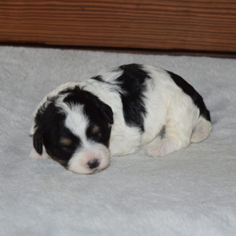 Rose is our F1b Tiny (micro-mini) black tri-color Bernedoodle female