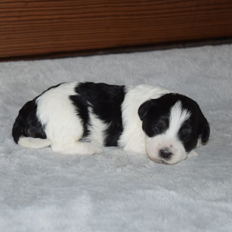 Rose is our F1b Tiny (micro-mini) black tri-color Bernedoodle female
