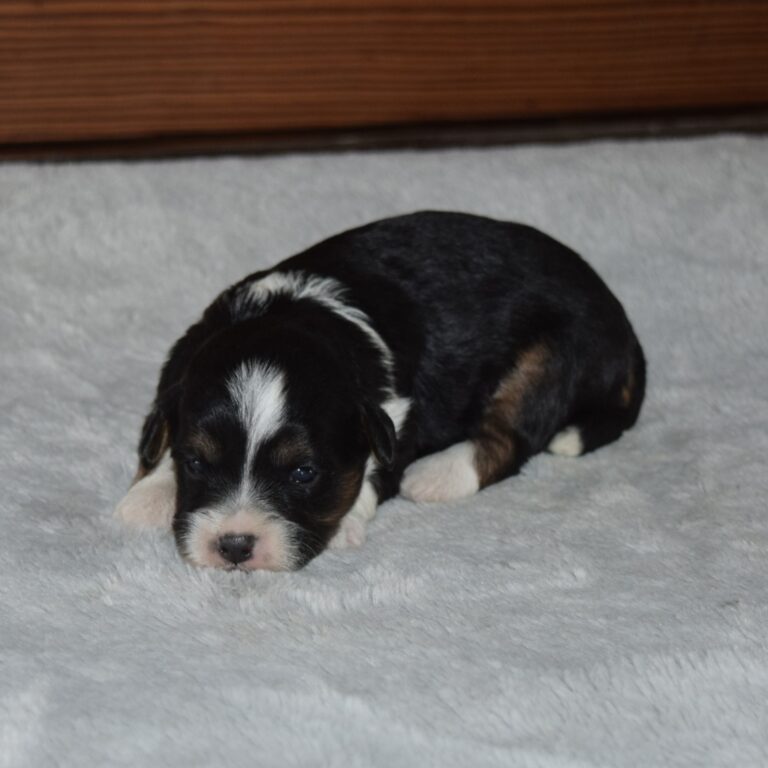 Wells is our F1b Tiny (micro-mini) black tri-color Bernedoodle male