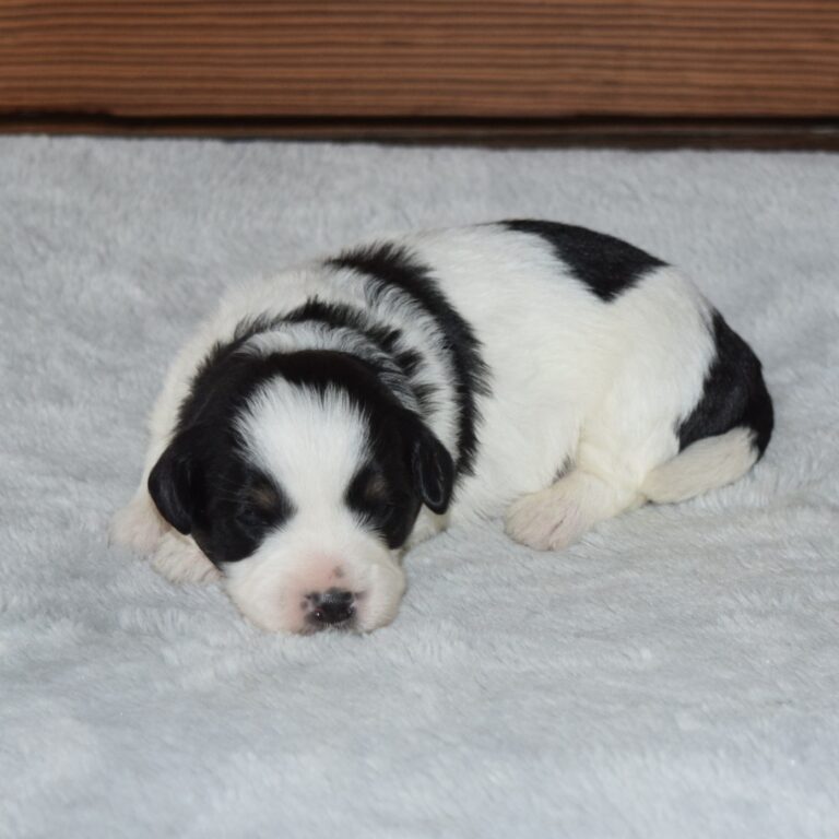 Xanthos is our F1b Tiny (micro-mini) black tri-color Bernedoodle male