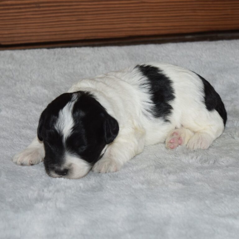 York is our F1b Tiny (micro-mini) black tri-color Bernedoodle male