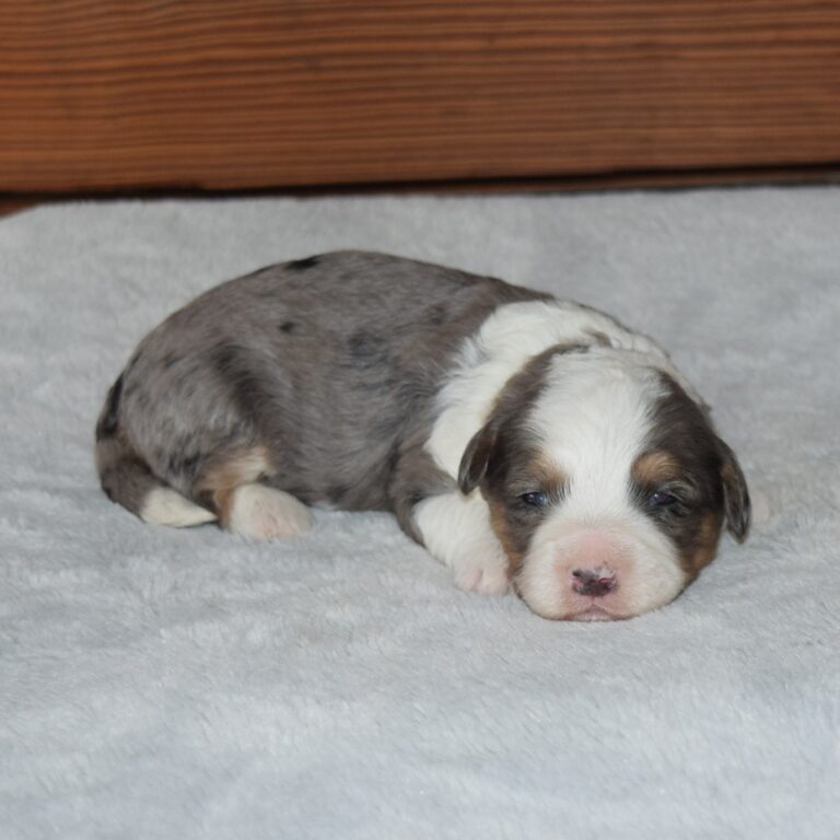 Zane is our F1b Tiny (micro-mini) blue merle tri-color Bernedoodle male