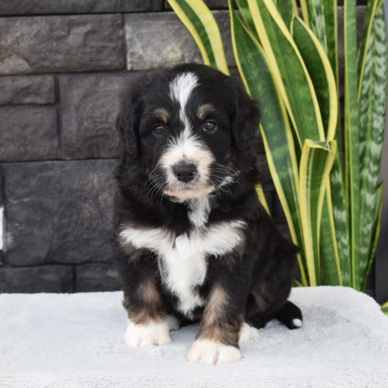 F1 black tri-color standard Bernedoodle female