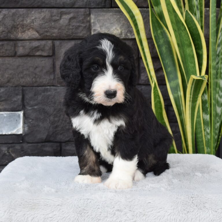 F1 black tri-color standard Bernedoodle female