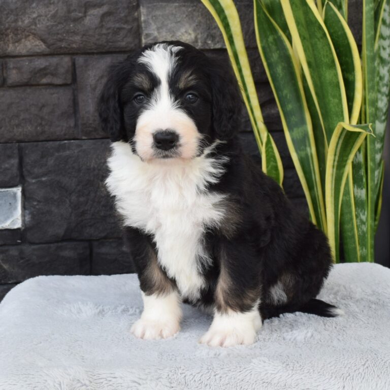 F1 black tri-color standard Bernedoodle female