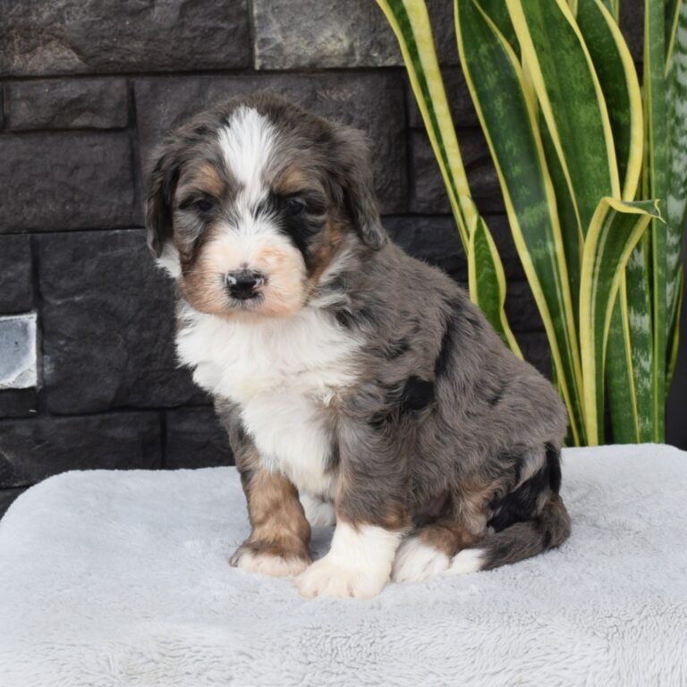 F1 blue merle tri-color Standard Bernedoodle female