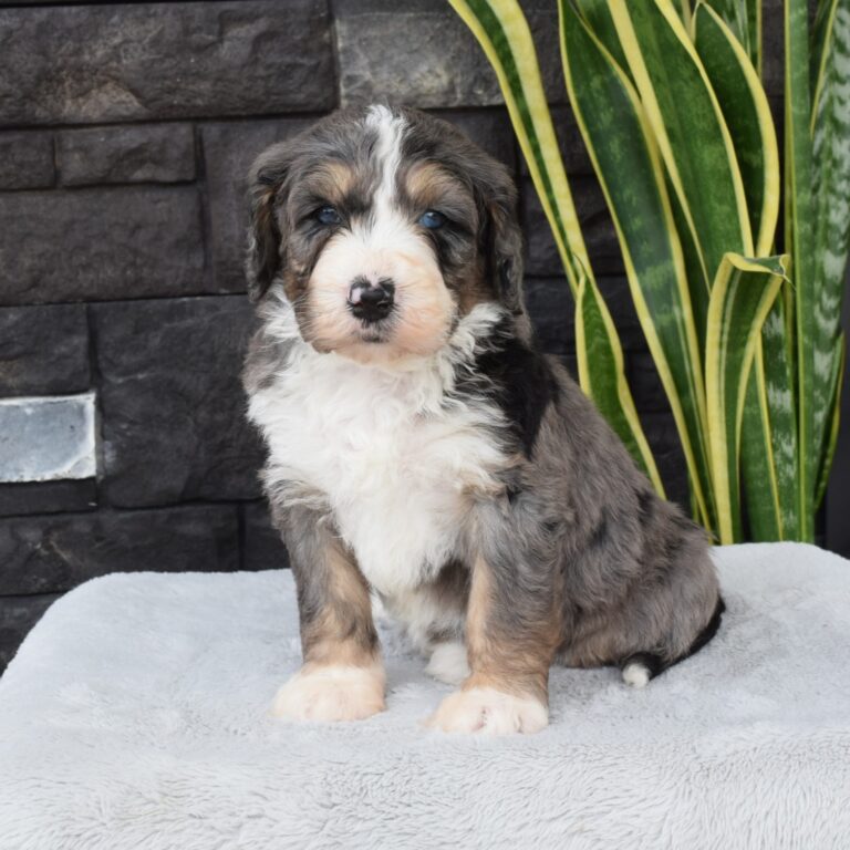 F1 black tri-color standard Bernedoodle male