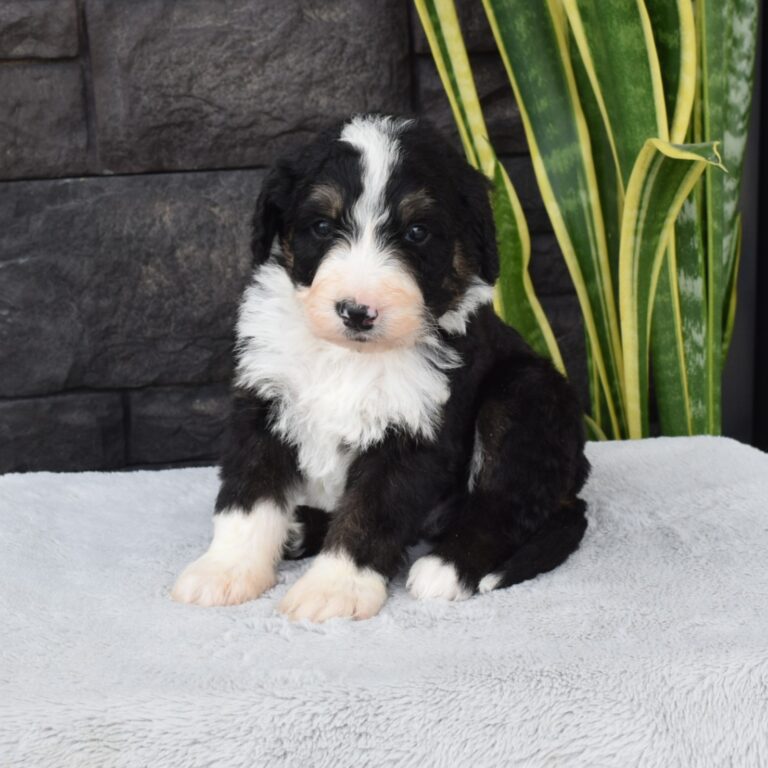 Paul is our F1 black tri-color standard Bernedoodle male
