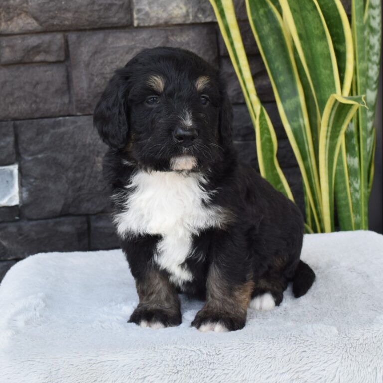 F1 black tri-color standard Bernedoodle male