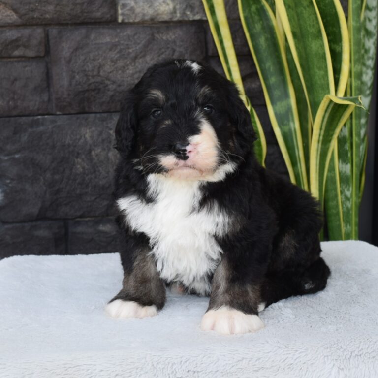 Ryan is our F1 black tri-color standard Bernedoodle male