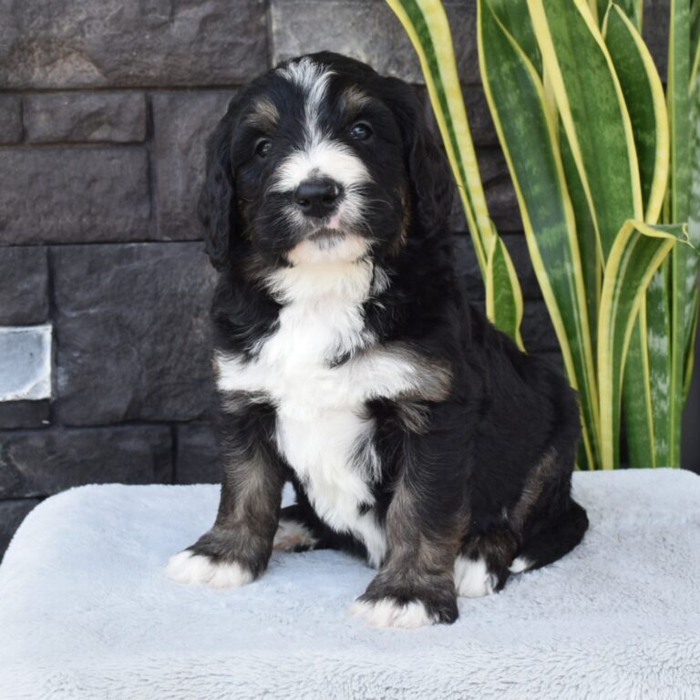 Scot is our F1 black tri-color standard Bernedoodle male