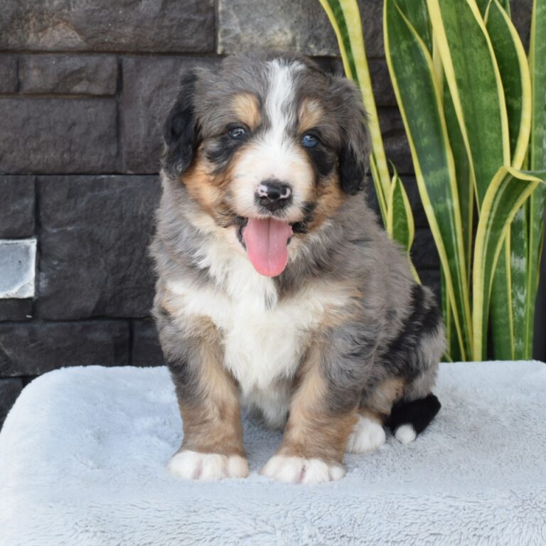 F1 Standard blue merle Bernedoodle male