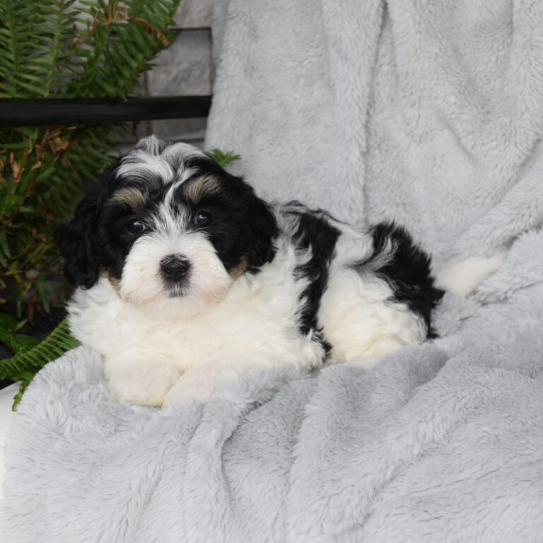 Rose is our F1b Tiny (micro-mini) black tri-color Bernedoodle female