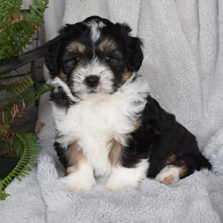 Wells is our F1b Tiny (micro-mini) black tri-color Bernedoodle male