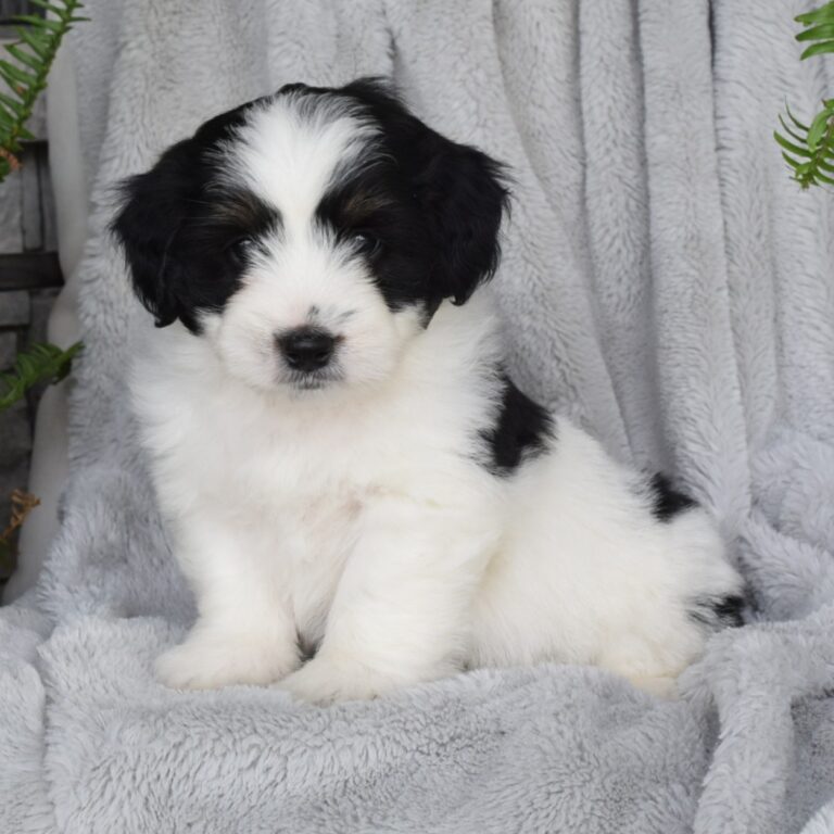 Xanthos is our F1b Tiny (micro-mini) black tri-color Bernedoodle male