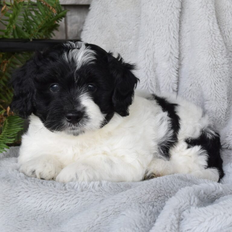 York is our F1b Tiny (micro-mini) black tri-color Bernedoodle male